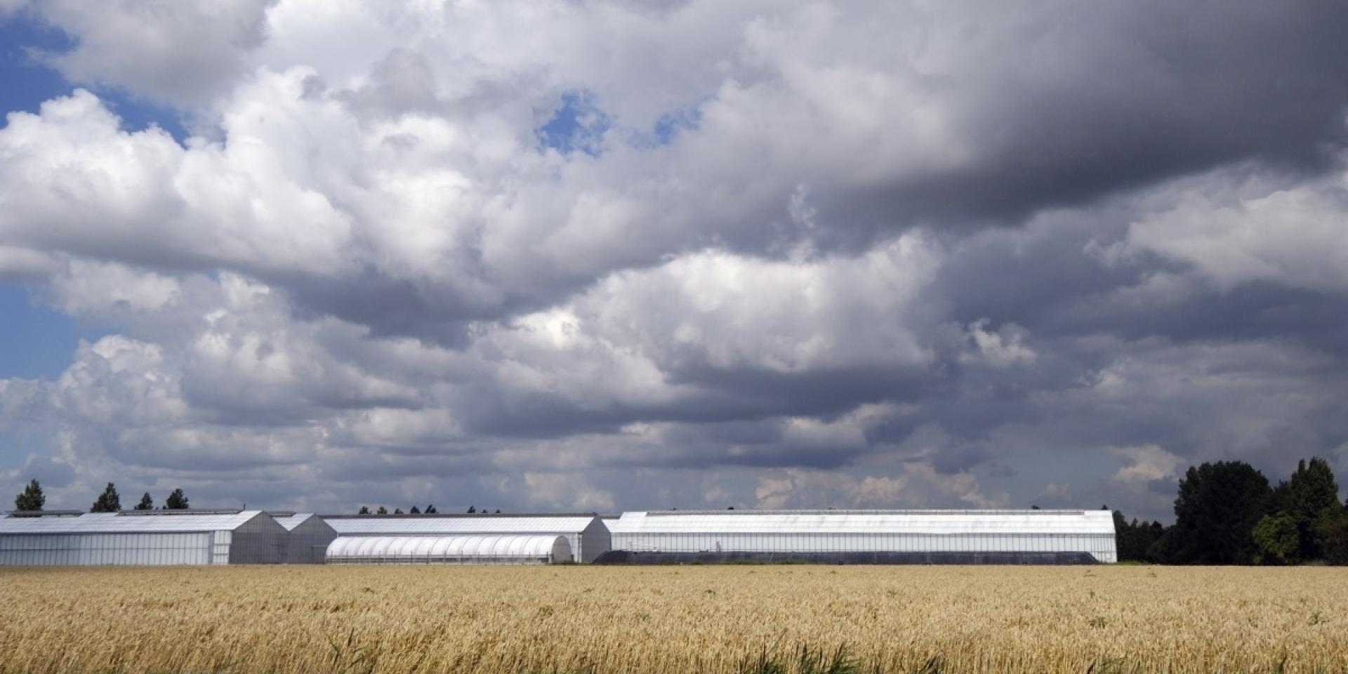 Groen licht voor verplaatsing glastuinbouwbedrijf naar Rijsenhout