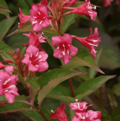 Weigela ‘Rumba’