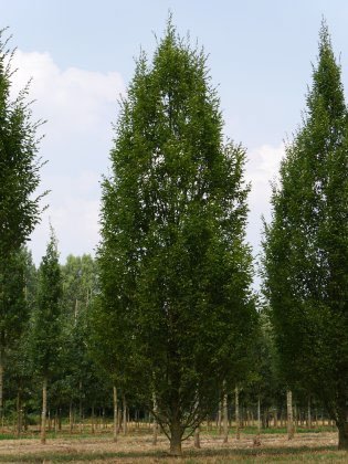 Rij lange bomen tegen een lucht met wolken.