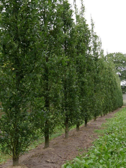 Rij bomen op groen veld tegen een grijze lucht