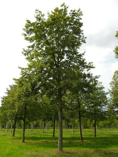 Boom op groen veld met grijze lucht