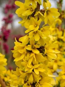 Struik met gele bloemen