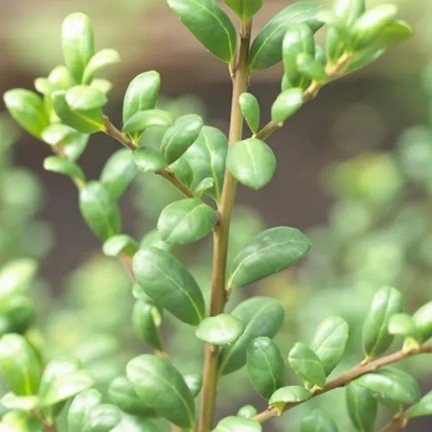 Struik met afgeronde, groene blaadjes