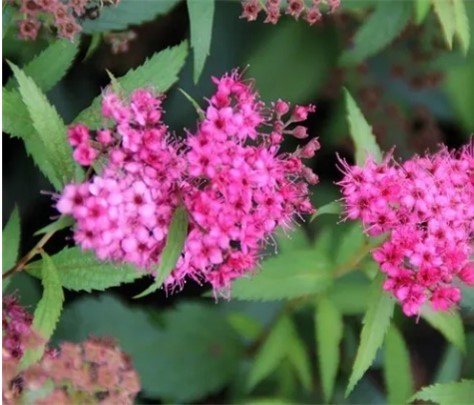 Struik met puntige bladeren en kleine roze bloemen