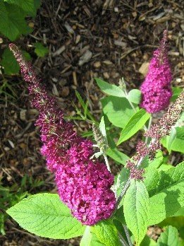 Struik met grote roze bloemen