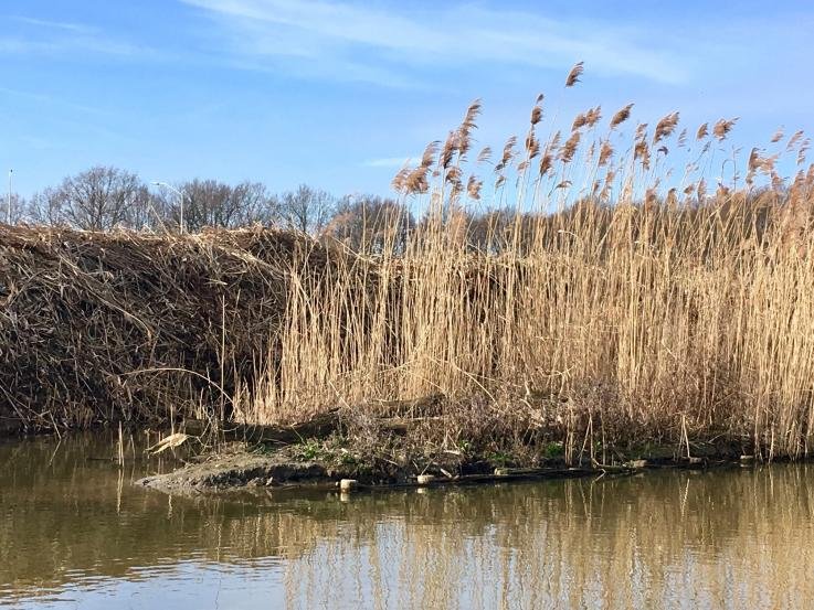 Afbeelding: foto van ecologische oever in park Quatrebas