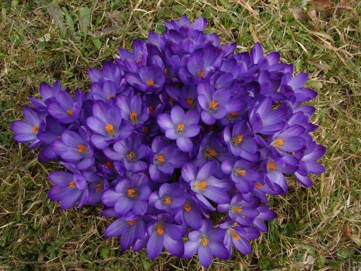 wilde krokus MEERGroen