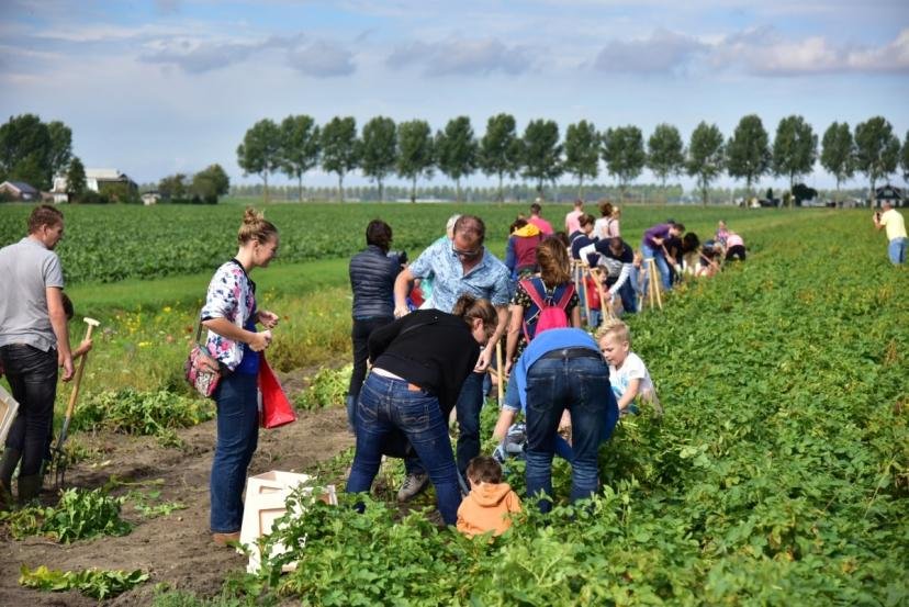 Afbeelding: foto van bezoekers oogsten aardappelen tijdens de Aardappeloogstdag op Parklanden (foto: Kees van der Veer) 
