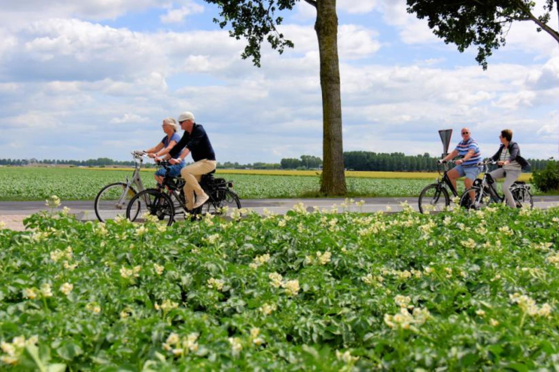 Afbeelding: foto van fietsers op landelijke weg met bomen en gewas in veld