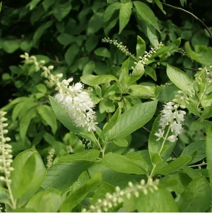 Clethra alnifolia 'White Spire'