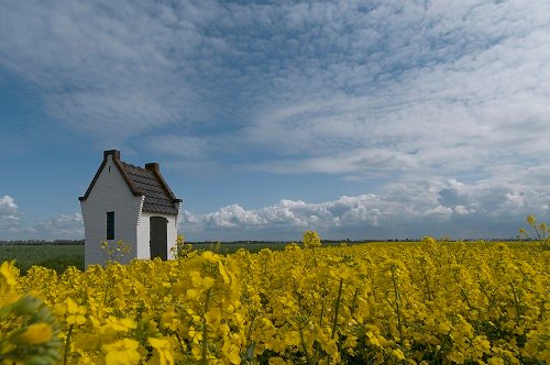 Foto van een klein pomphuisje in een veld met gele bloemen