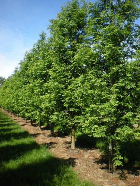 Rij groene bomen tegen een blauwe lucht