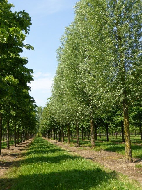 Rij bomen op groen veld met blauwe lucht