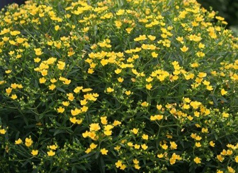 Struik met gele bloemetjes