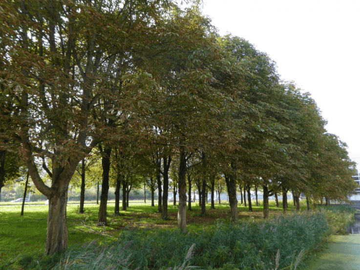 De plek tussen de kastanjebomen waar de Gerritshoeve komt