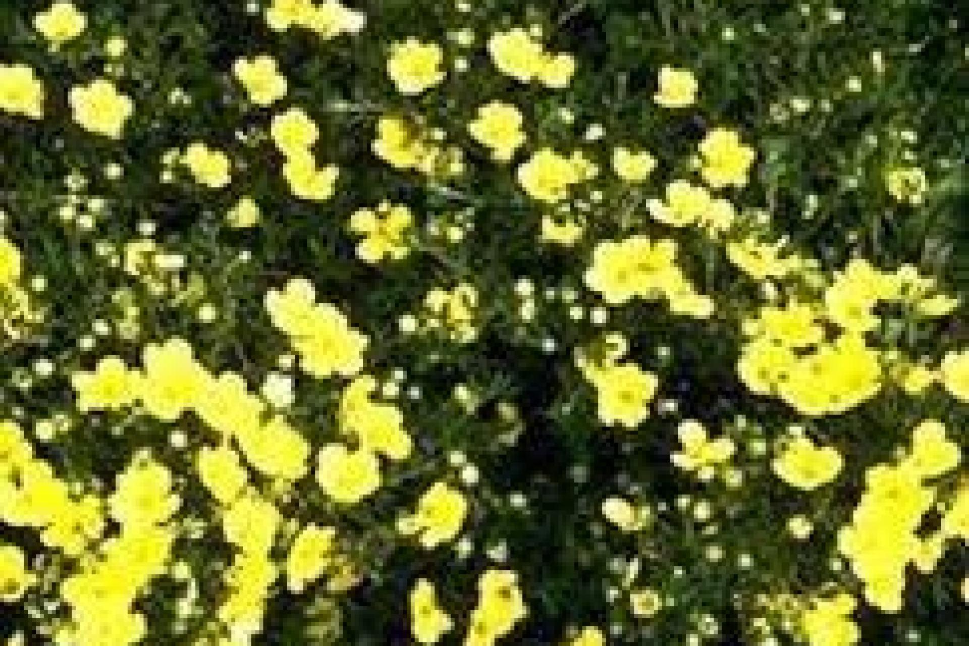 Struik met daarin kleine gele bloemen. Dit is de Ganzerik.