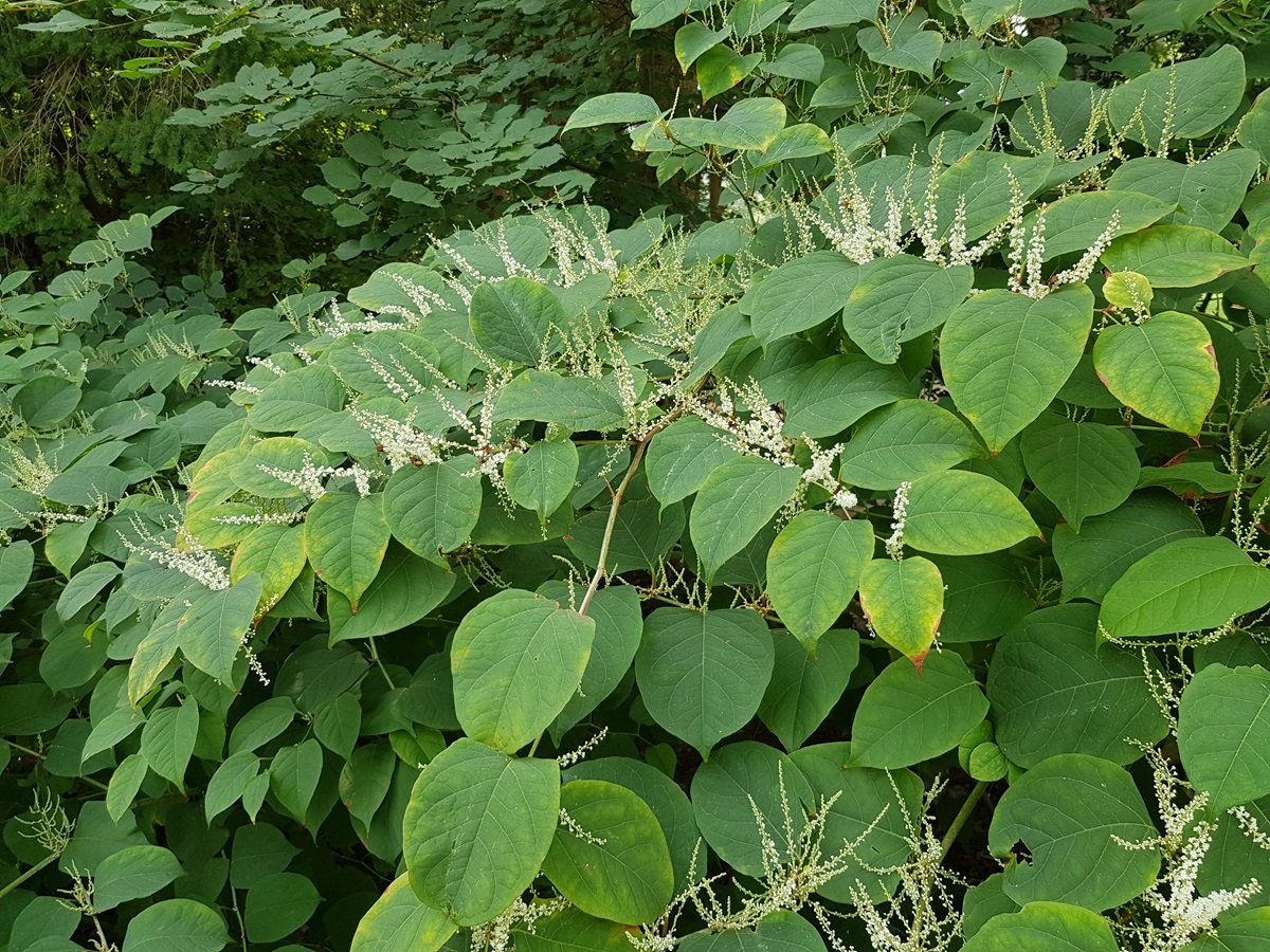 De Japanse duizendknoop is een invasieve plantensoort. 