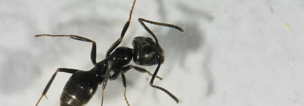 Een zwarte mier van bovenaf gezien op een wit oppervlak