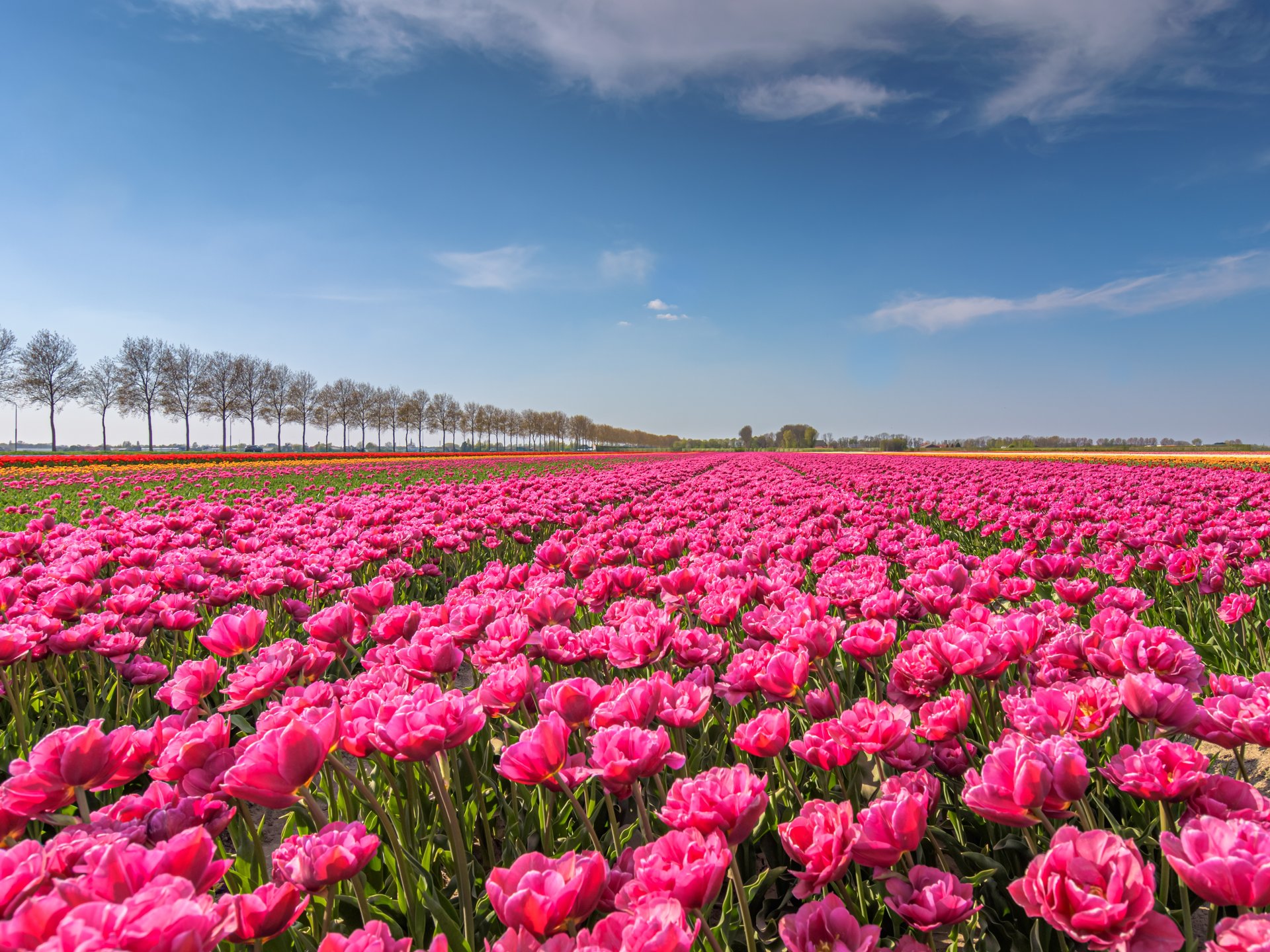 Vier het voorjaar