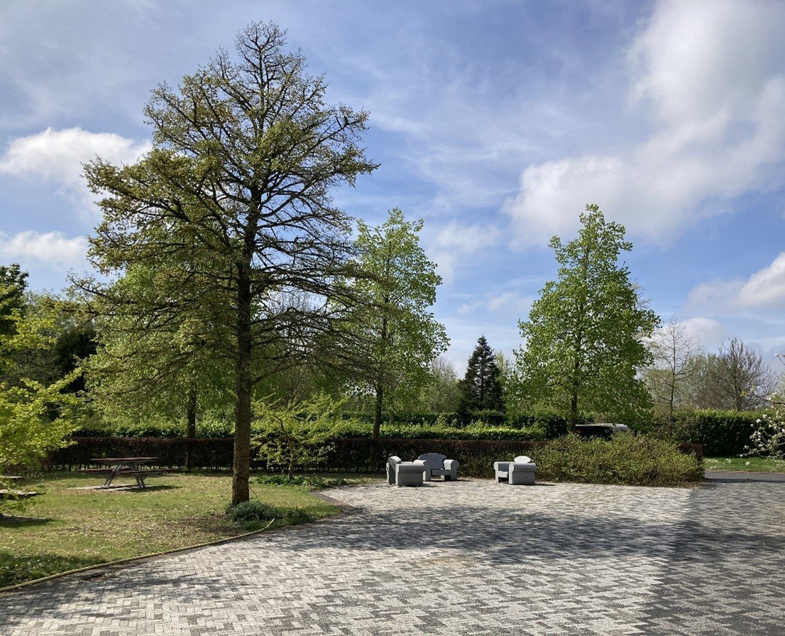 Bijzondere bomen op begraafplaats De Meerterpen.