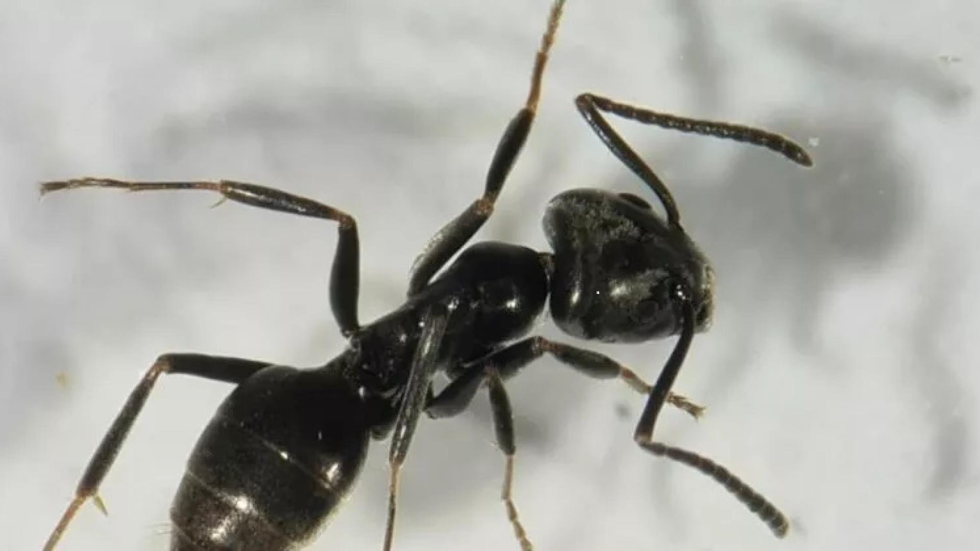Een zwarte mier van bovenaf gezien op een wit oppervlak