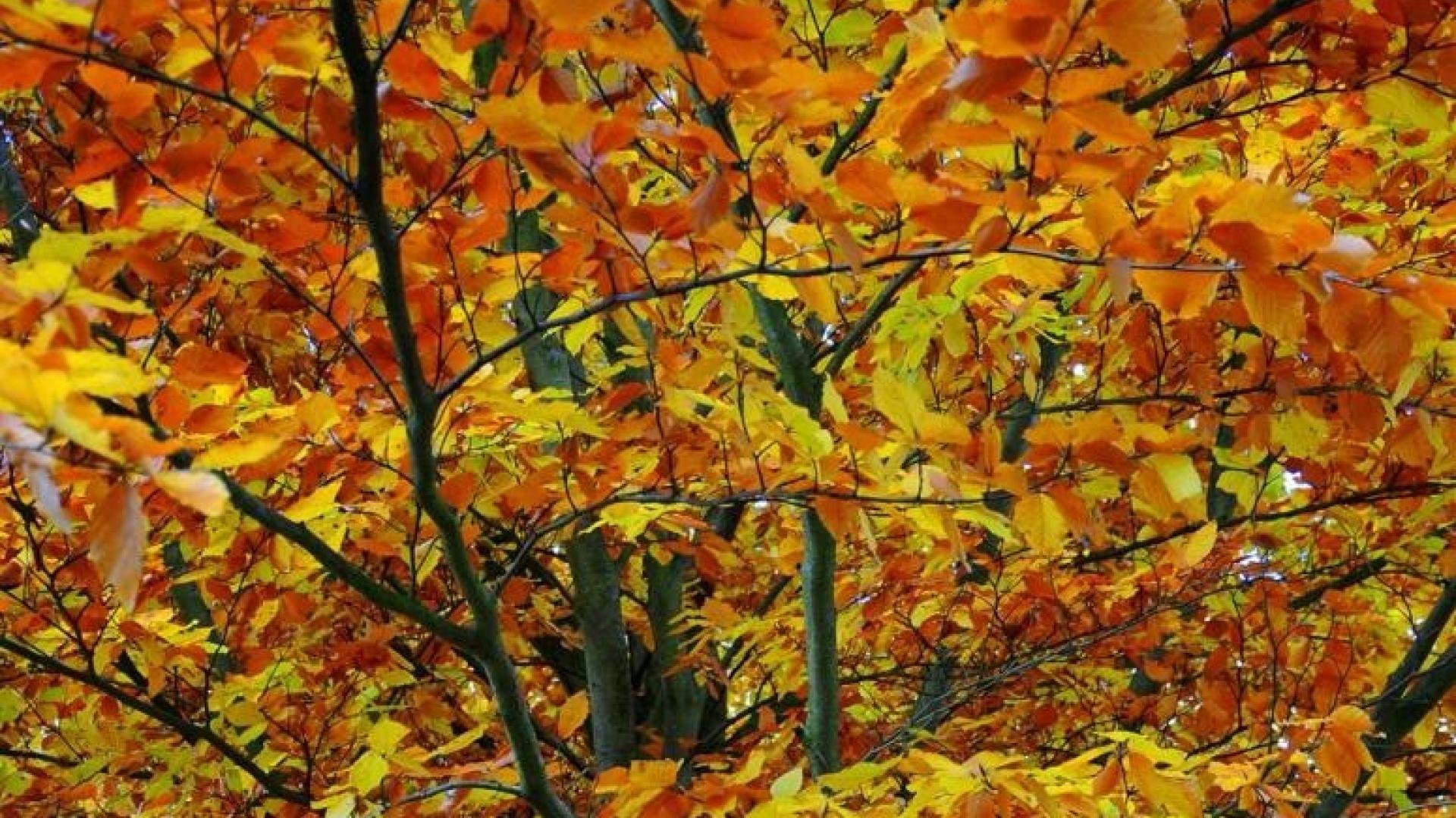 Een boom met mooie herfstbladeren